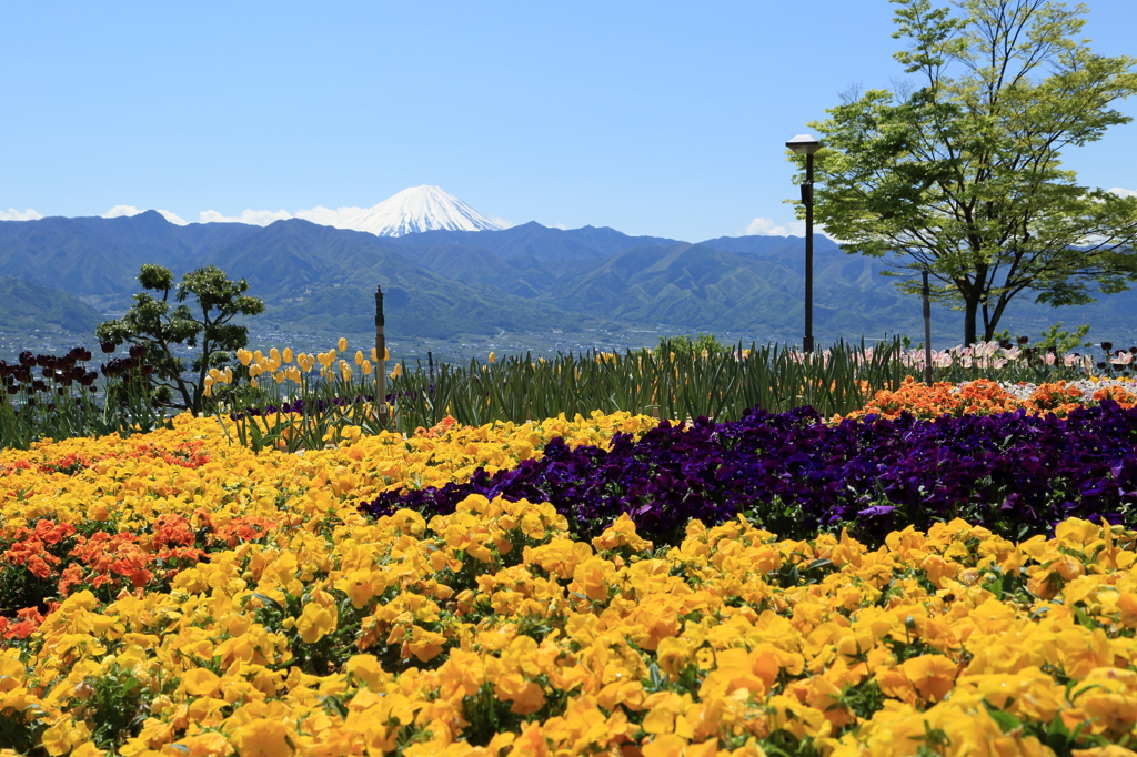 Over the flowerbed