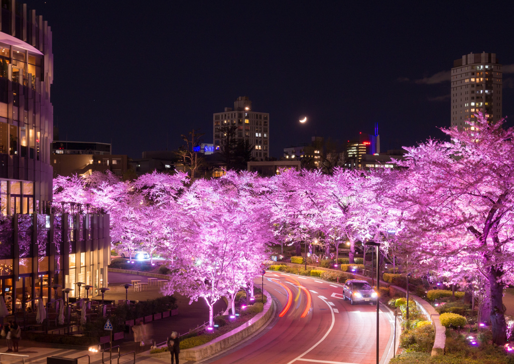 ミッドタウンの桜並木5