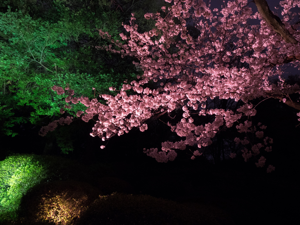 六義園 2014 春10