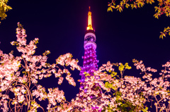 東京タワーと桜1