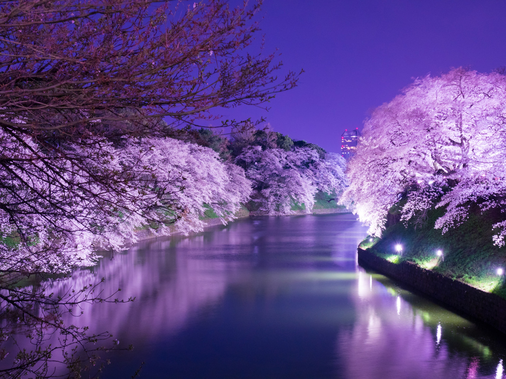 千鳥ヶ淵の桜13