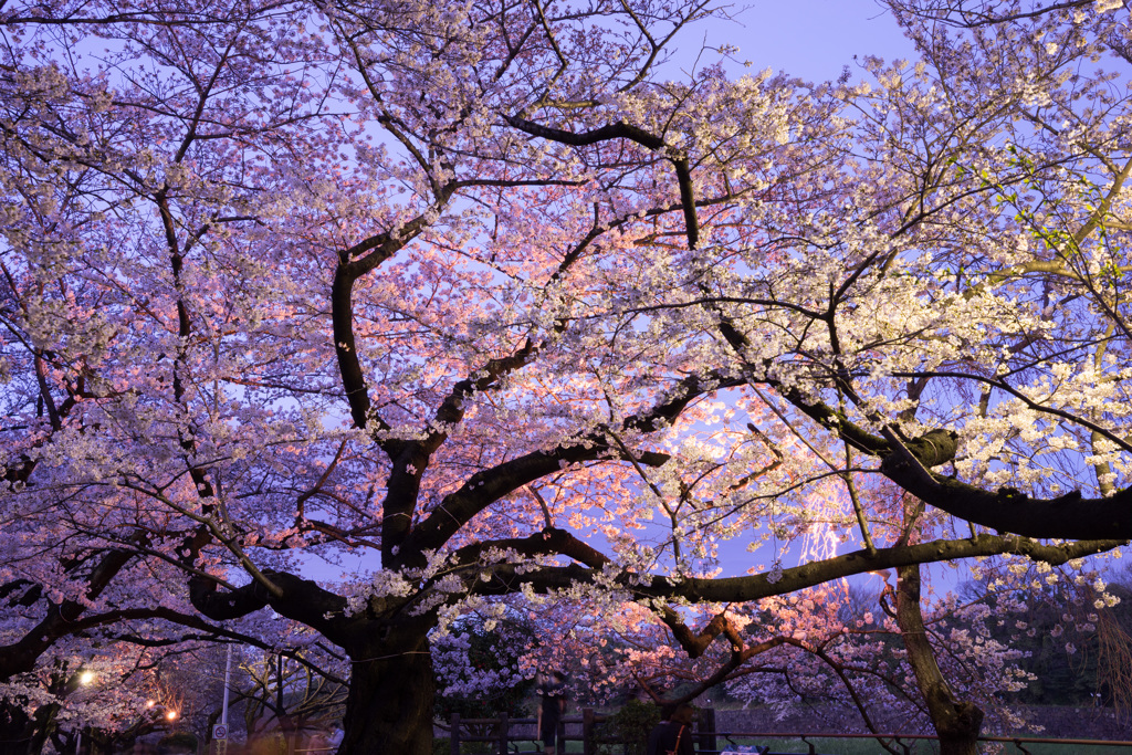 千鳥ヶ淵の桜2