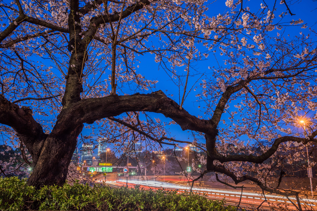 千鳥ヶ淵の桜3