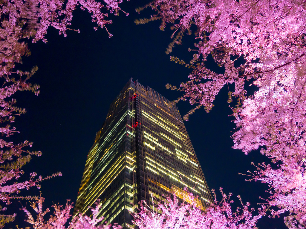 ミッドタウンの桜並木7"