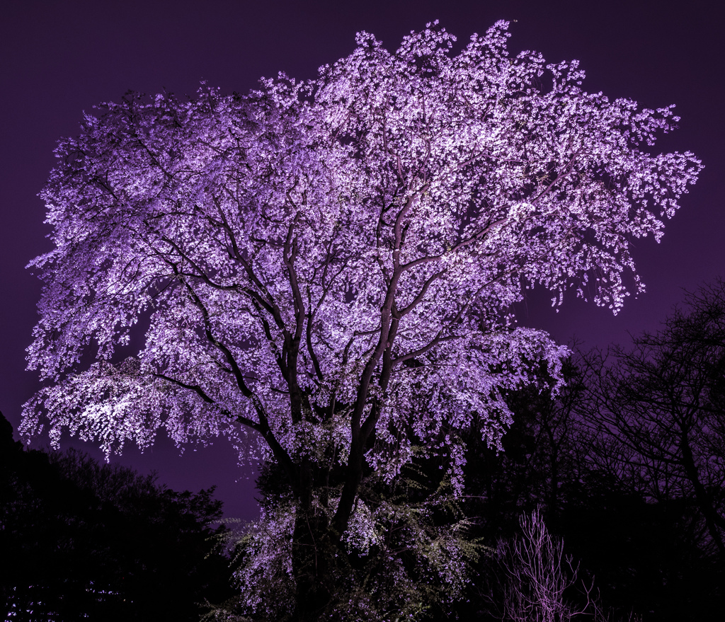 六義園 2014 春5