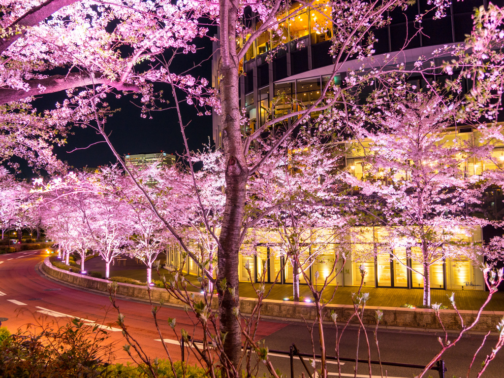 ミッドタウンの桜並木2