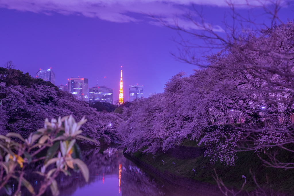 千鳥ヶ淵の桜7