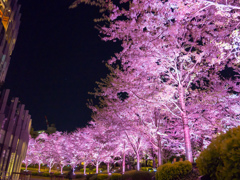 ミッドタウンの桜並木10