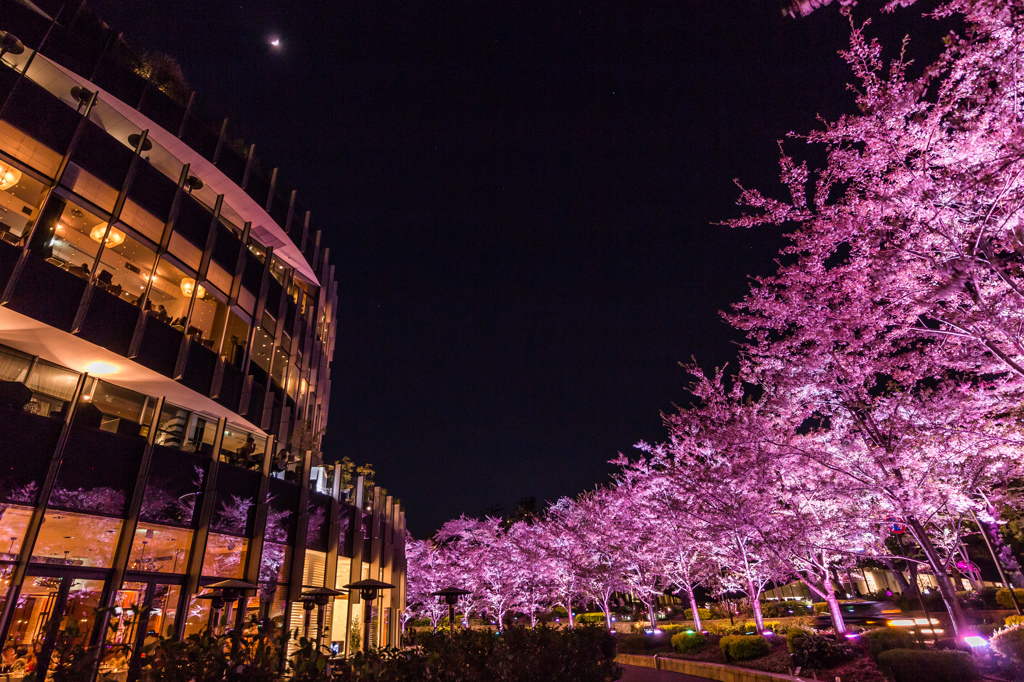 ミッドタウンの桜並木12