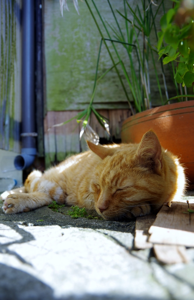 江の島ねこ