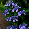 額紫陽花