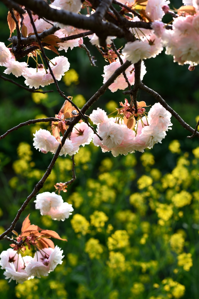 桜と菜の花