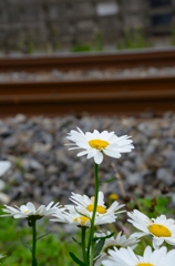 線路脇にて