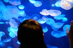 海月
