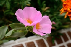 ショッピングモールで見かけた花