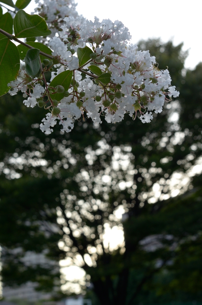 夕焼け