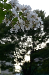 夕焼け