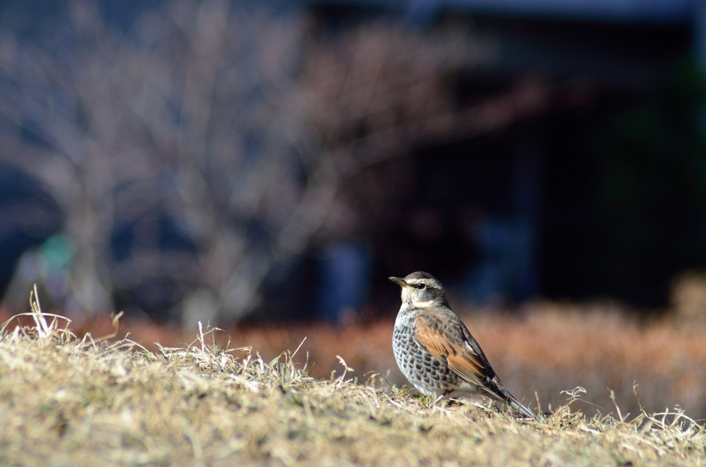 鳥の目(2)