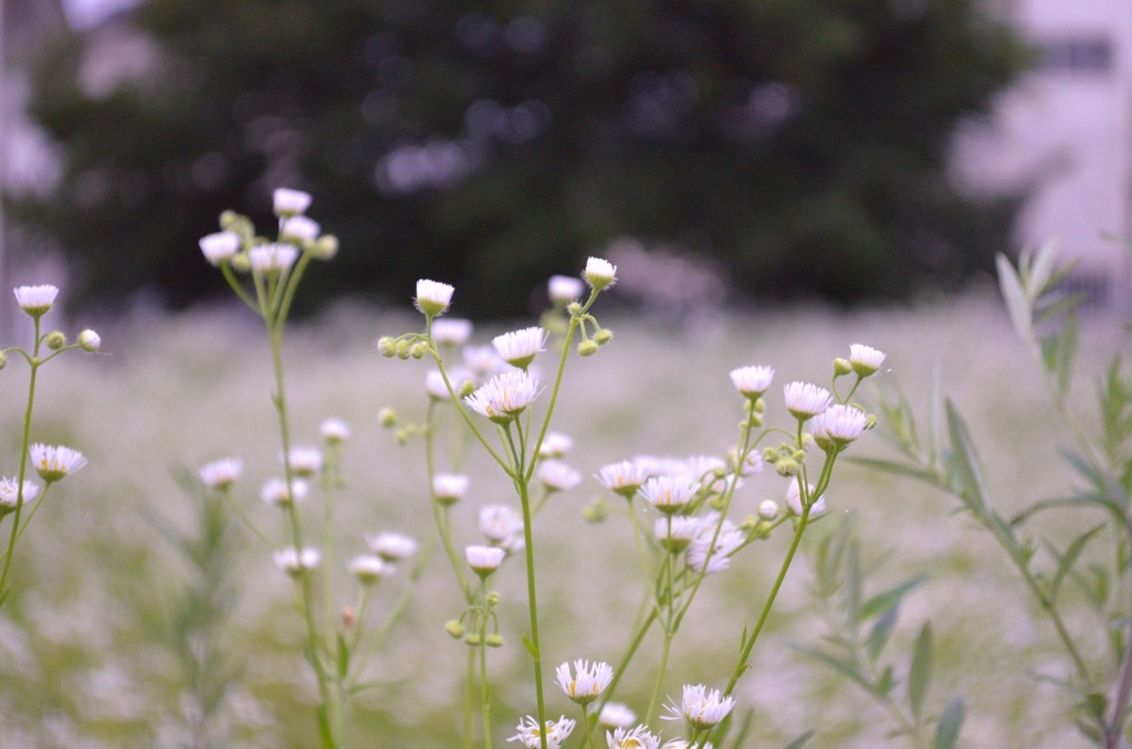 ハルジオンの花束 By Kokyo Id 写真共有サイト Photohito