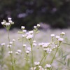 ハルジオンの花束