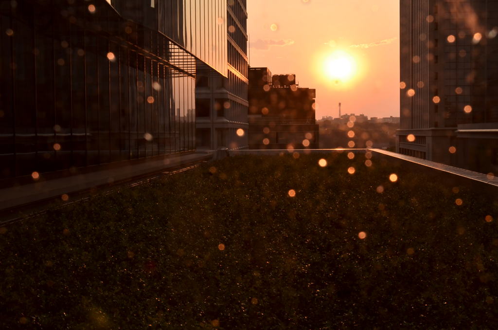雨上がりの夕日
