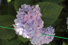 紫陽花