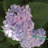 紫陽花