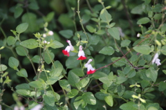 花２