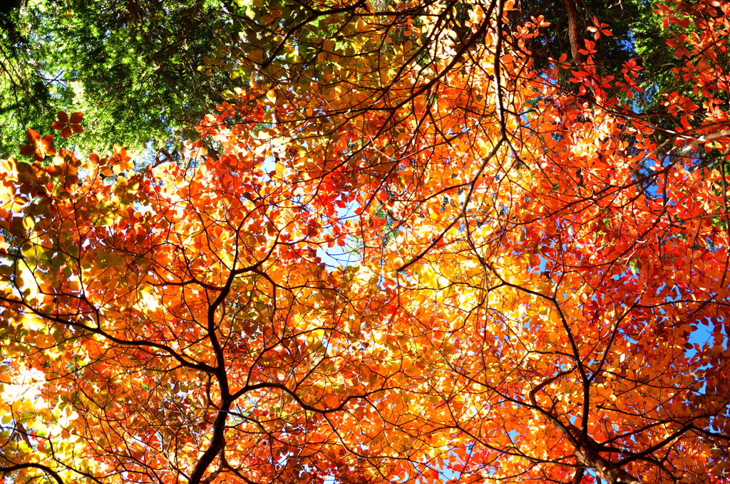 紅葉花火