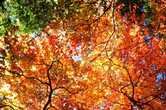 紅葉花火