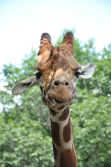 旭山動物園