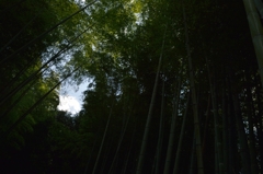 竹林から