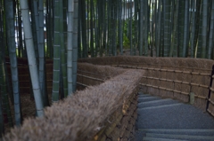 竹林