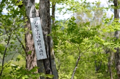 太白山4