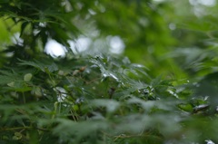 茂る