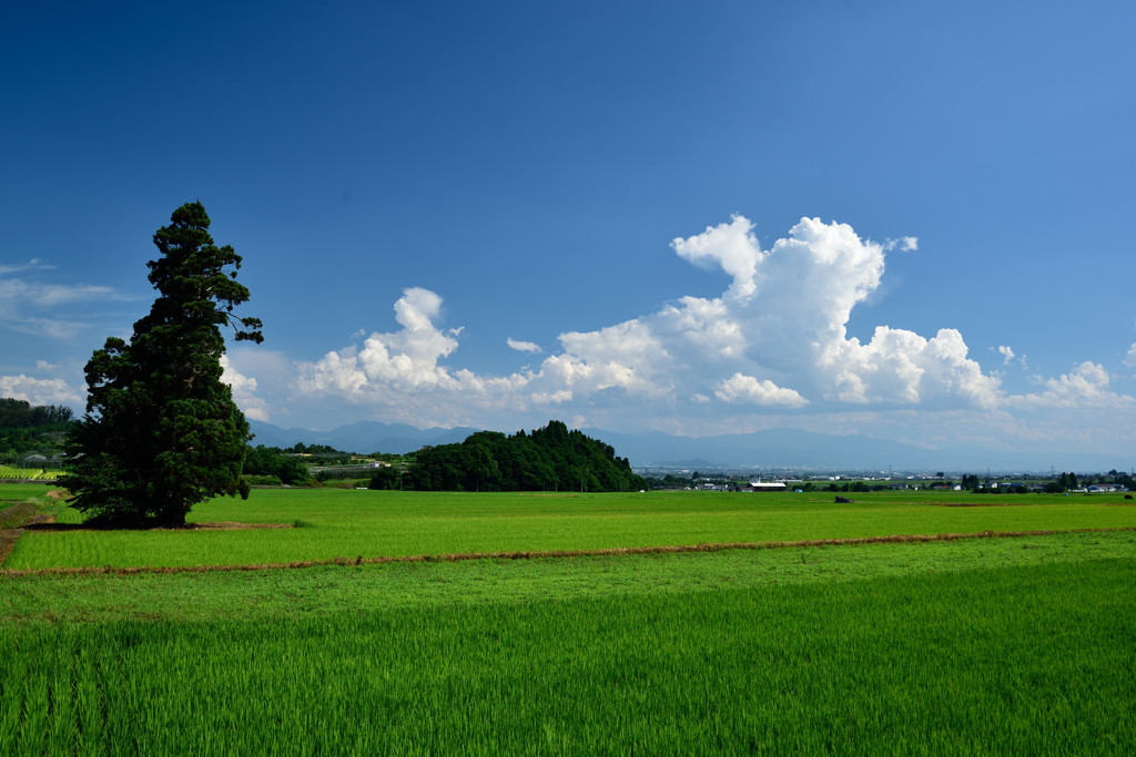 夏影-summer lights- 5