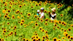 夏の思い出