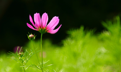 秋桜