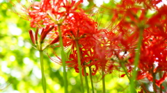 曼珠沙華