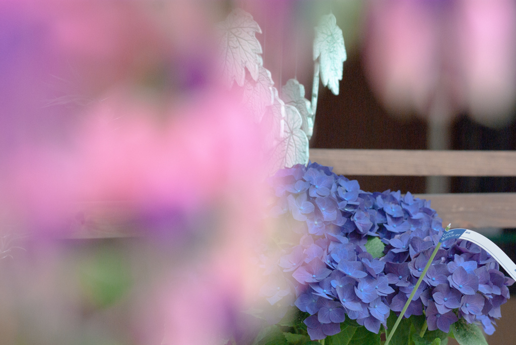 富士花鳥園　27