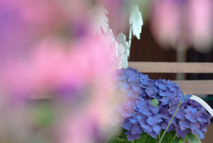 富士花鳥園　27