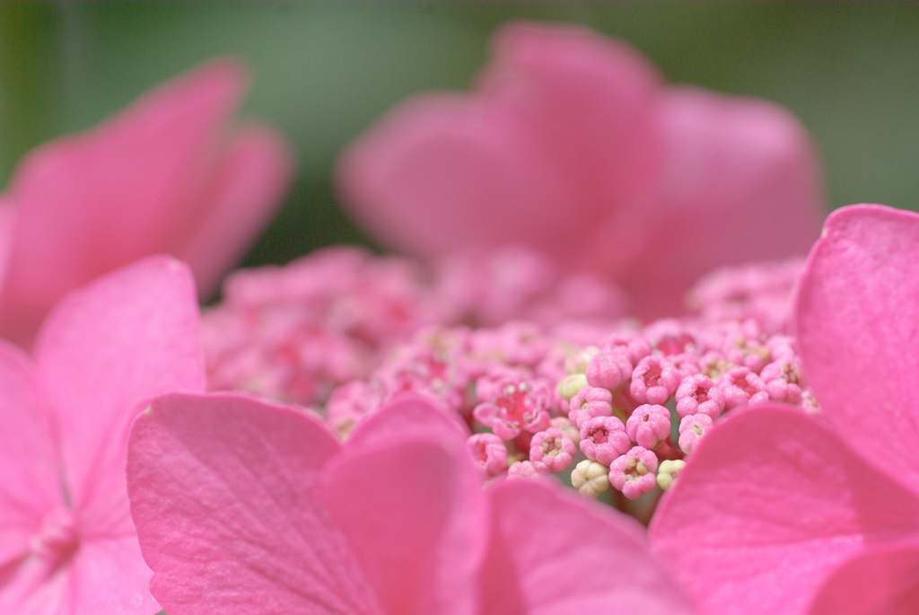 掛川　加茂荘花鳥園　12