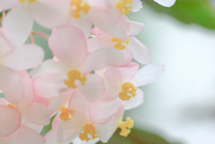 掛川　加茂荘花鳥園　16