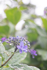 190623 城ケ崎 紫陽花 (13)