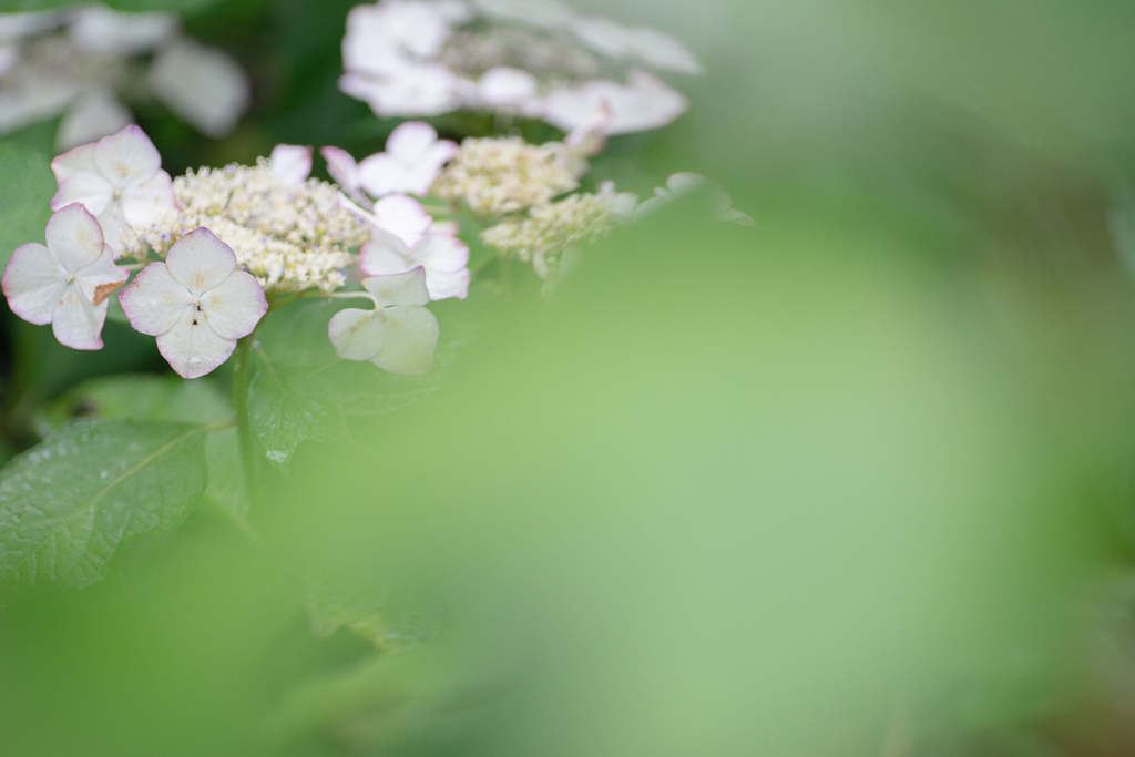 190623 城ケ崎 紫陽花 (20)