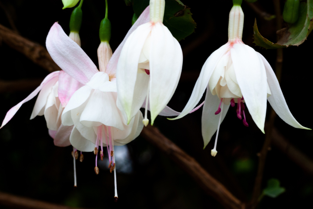 富士花鳥園　10