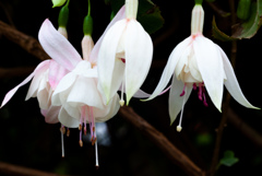 富士花鳥園　10