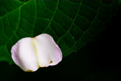 掛川　加茂荘花鳥園　21