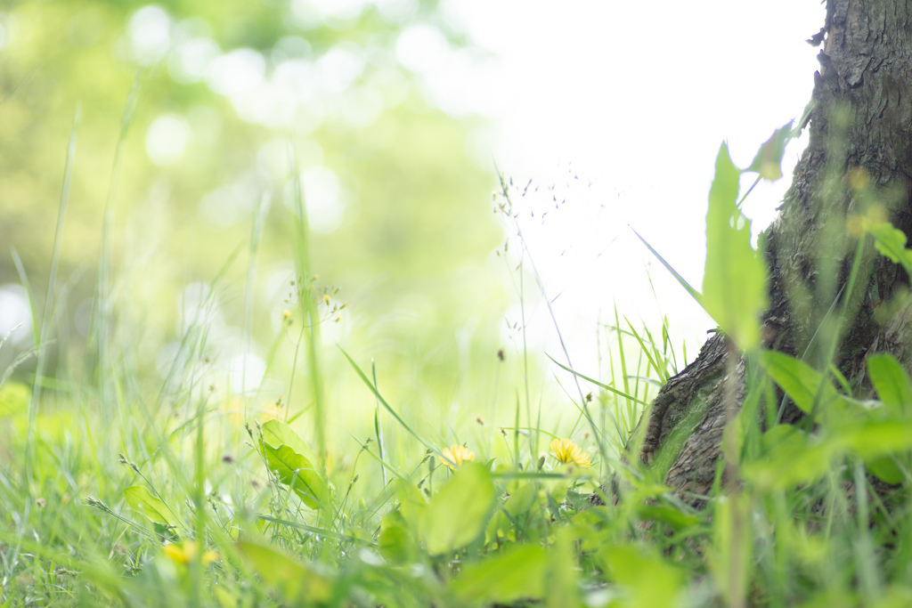 藤枝　蓮華寺　3