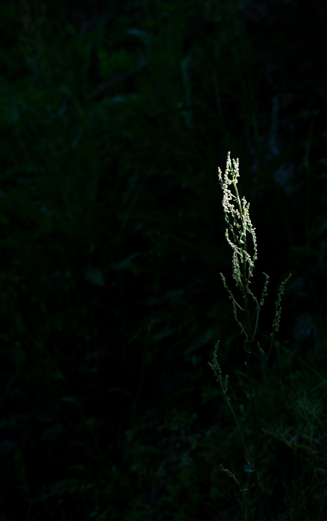 藤枝　蓮華寺　5